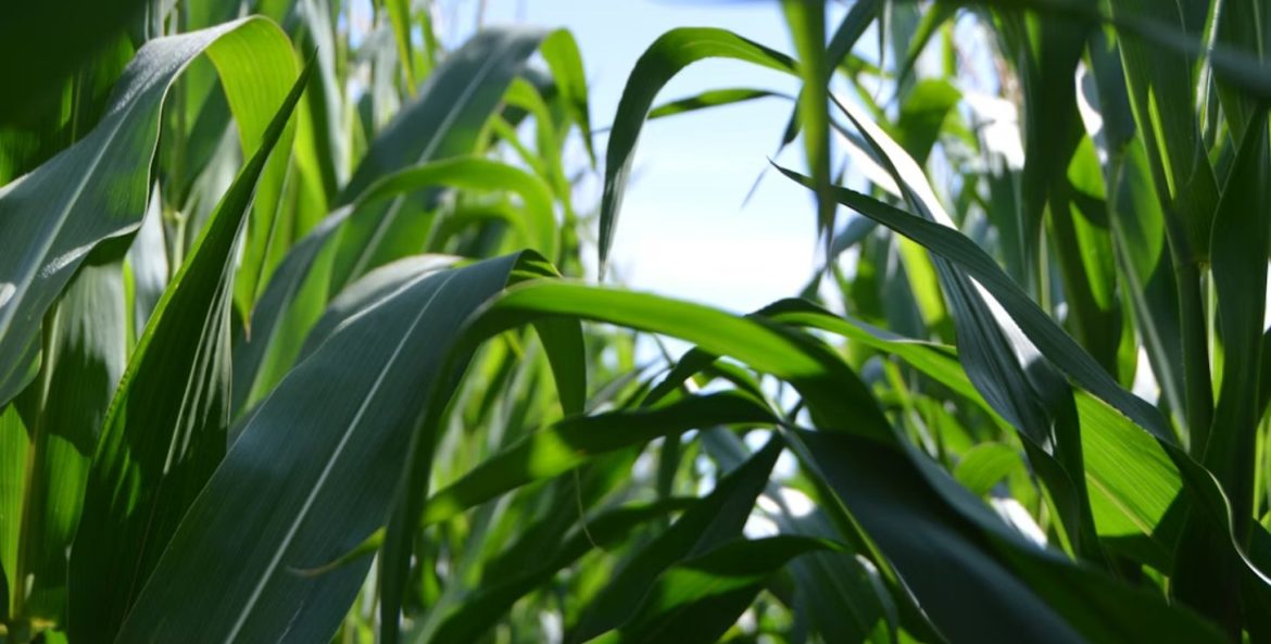 Novos produtos do agronegócio