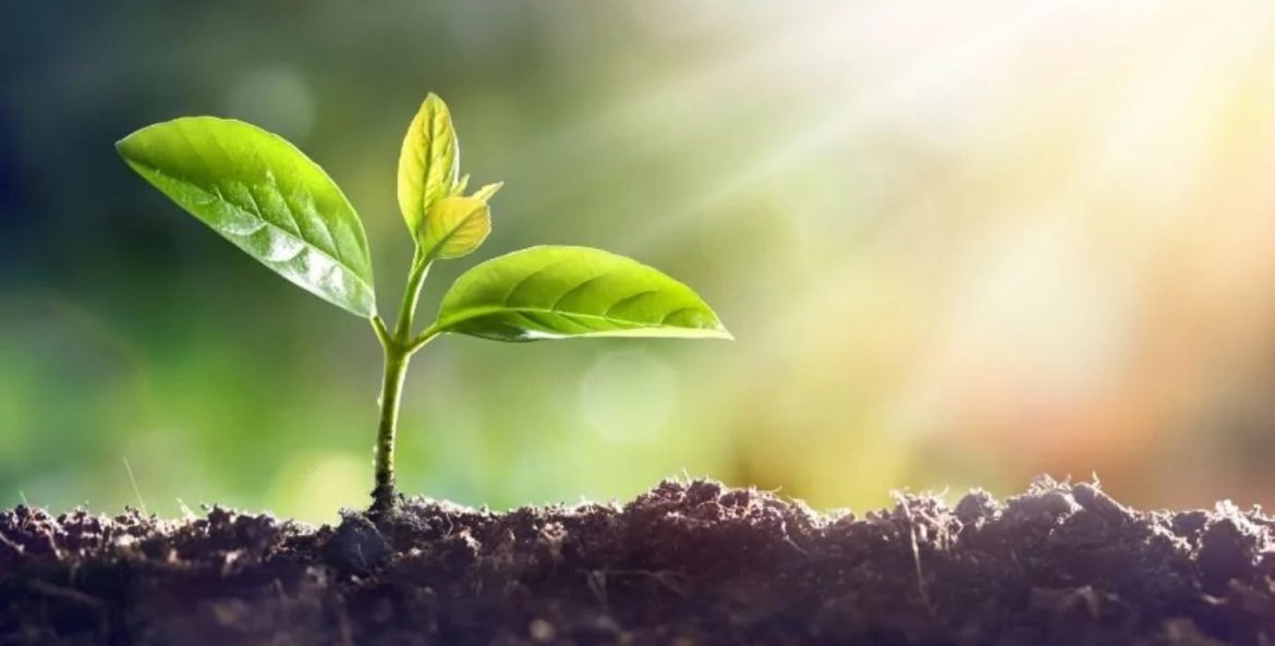 Cientistas criam “planta solar” que descontamina solo radioativo