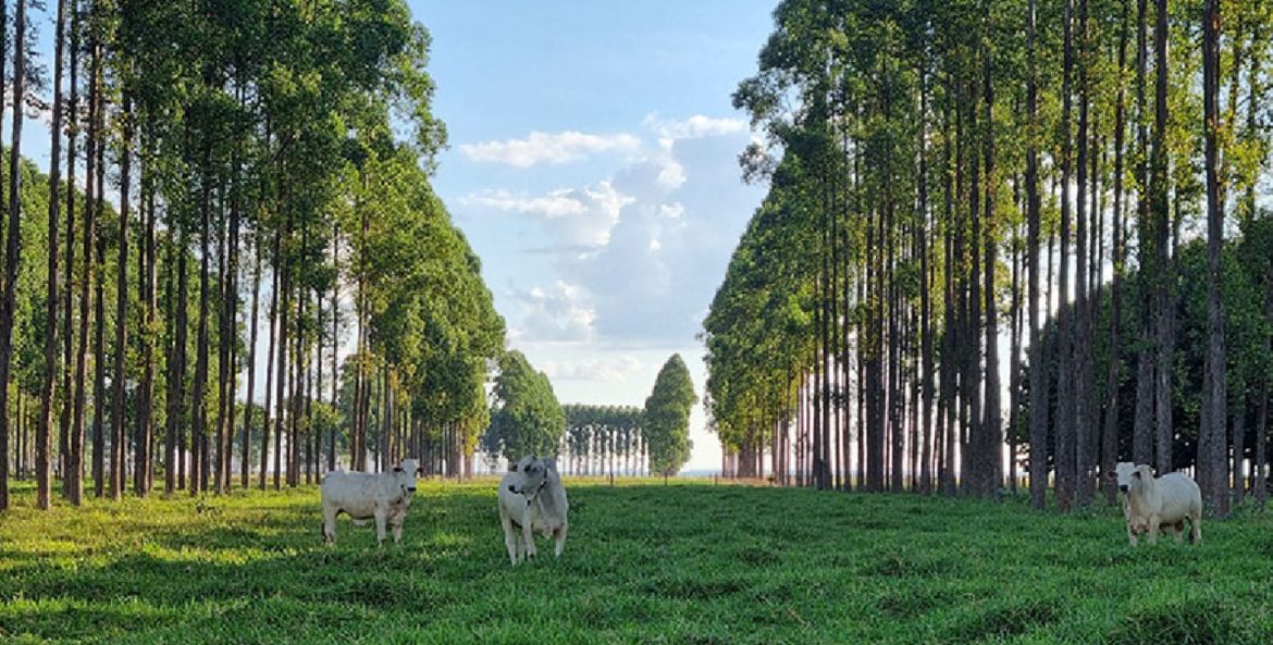 Iniciativa da embrapa