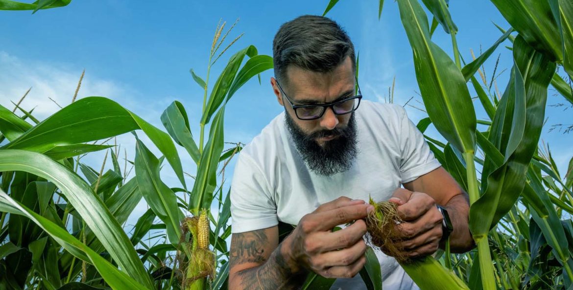 Homem mexendo em uma plantação de milho