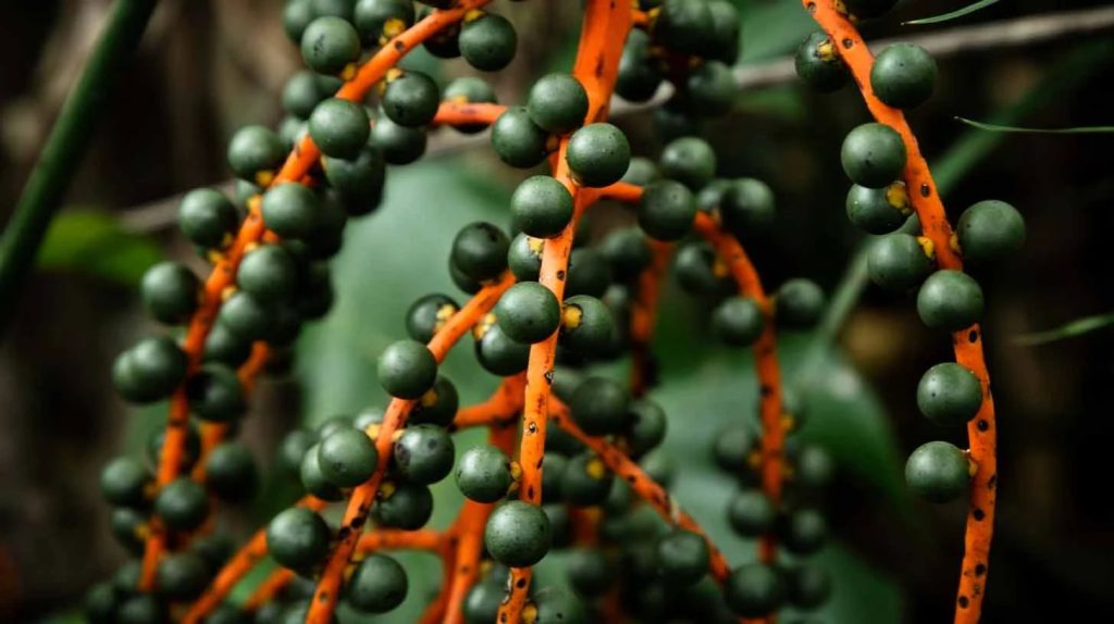 Cooperativa de Anamã conquista certificação internacional e amplia espaço do açaí amazônico no mercado