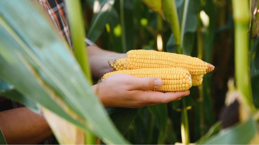 Vendas antecipadas de milho em Mato Grosso desaceleram diante de incertezas climáticas